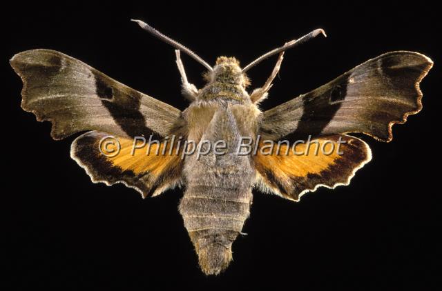 proserpinus proserpina.JPG - Proserpinus proserpinaSphinx de l'EpilobeWillowherb Hawk mothLepidoptera, SphingidaePapillon protégé en France